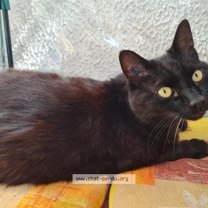 Photo 1/1 Chat retrouvé Perdu à Croix