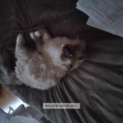 Photo 1/1 Chat retrouvé Perdu à Chaudron en mauge