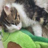 Photo de chat perdu à Clermont Ferrand