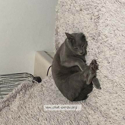 Photo 1/1 Chat retrouvé Perdu à Plan de la tour