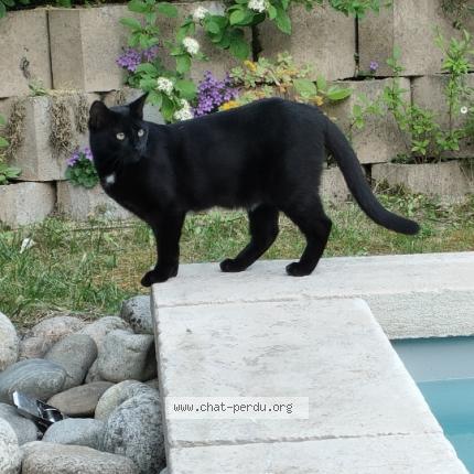 Photo 1/1 Chat retrouvé Perdu à Montgiscard