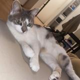 Photo de chat perdu à Rochefort