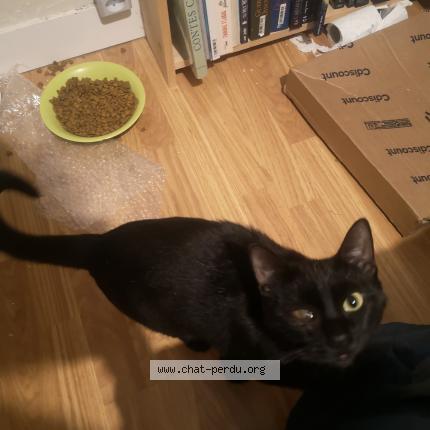 Photo de chat perdu à Reims