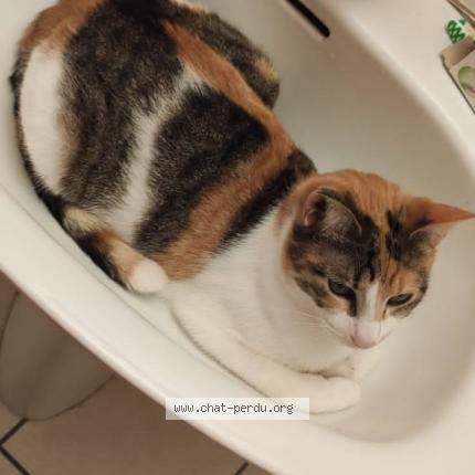 Photo de chat perdu à Aigues Mortes