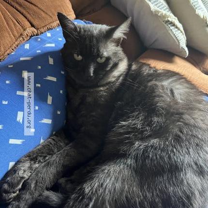 Photo 1/1 Milou Chat perdu à Warmeriville