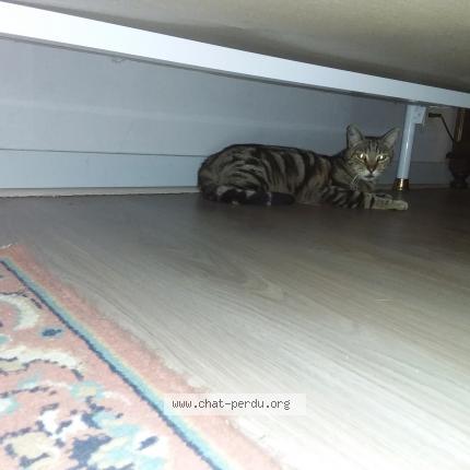 Photo 1/1 QUIQUI Chat perdu à Martizay