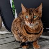 Photo de chat perdu à Ottawa