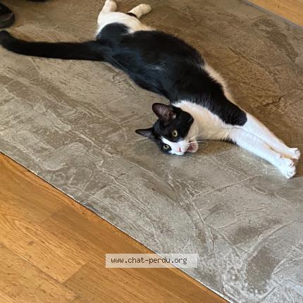 Photo de chat perdu à Hyeres 83400