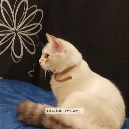 Photo 1/1 Chat retrouvé Perdu à La voulte sur rhone