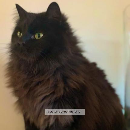 Photo 1/1 SCUGNIZ Chat perdu à Epagny metz tessy