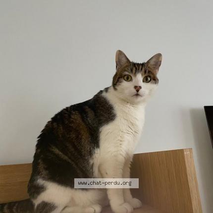 Photo 1/1 Chat retrouvé Perdu à Chatillon