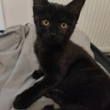 Photo de chat perdu à Dijon