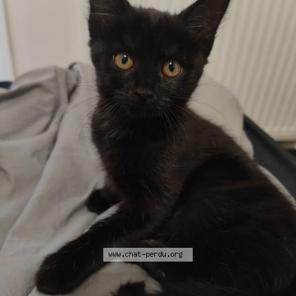 Photo de chat perdu à Dijon