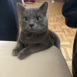 Photo de chat perdu à Plaisir