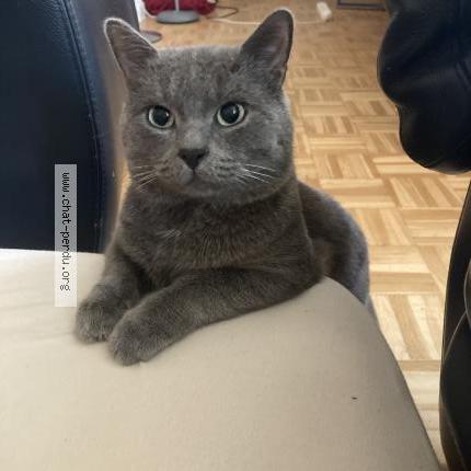 Photo 1/1 Chat retrouvé Perdu à Plaisir