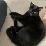 Photo de chat perdu à Reischtett