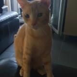 Photo de chat perdu à Balma