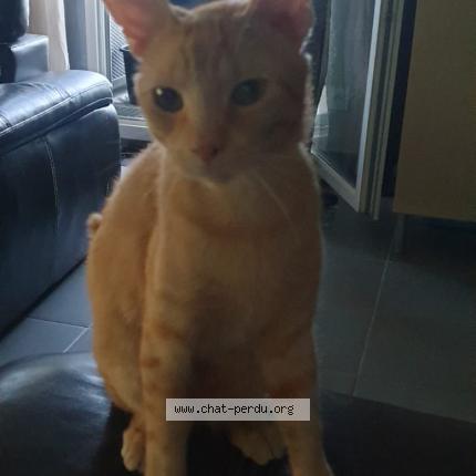 Photo 1/1 Chat retrouvé Perdu à Balma