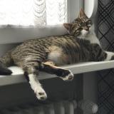 Chat Perdu Ou Trouve Amneville Moselle 57 France Chat Perdu Ou Trouve Amneville Moselle 57 France