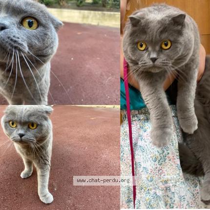 Photo 1/1 Chat retrouvé Perdu à Nogent sur marne