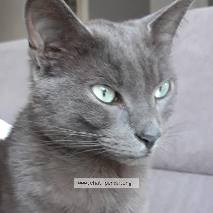 Photo de chat perdu à Le Leroux Bottereau