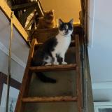 Photo de chat perdu à Frocourt