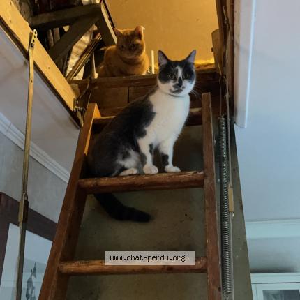 Photo de chat perdu à Frocourt