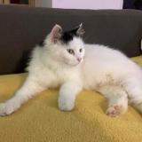 Photo de chat perdu à Les Magnils Reignirrs