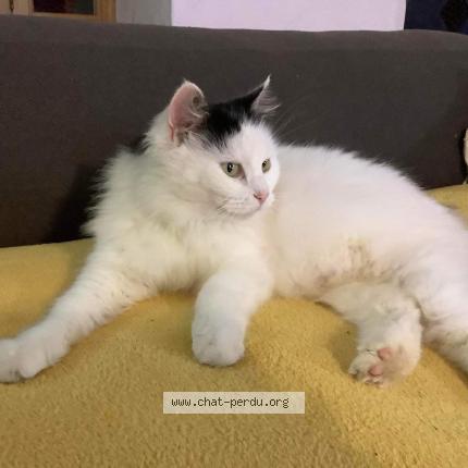 Photo 1/1 Chat retrouvé Perdu à Les Magnils Reignirrs