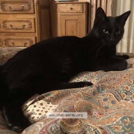 Photo de chat perdu à Dampierre