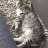 Photo de chat perdu à Loue