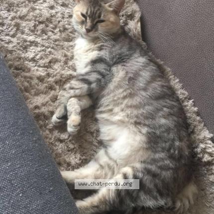 Photo 1/1 Chat retrouvé Perdu à Loue
