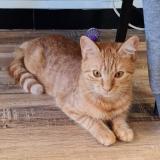 Photo de chat perdu à Bornel