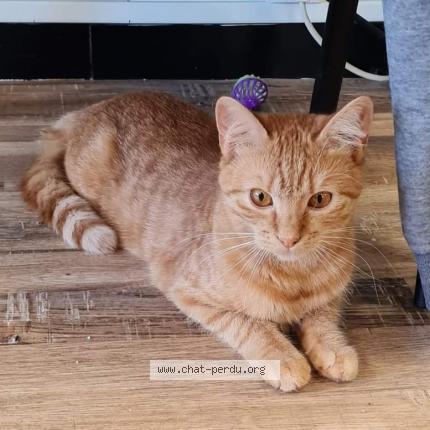 Photo de chat perdu à Bornel