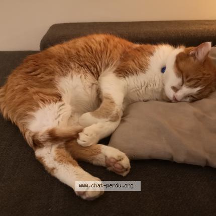 Photo 1/1 Chat retrouvé Perdu à Rennes