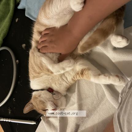 Photo 1/1 Chat retrouvé Perdu à Markham