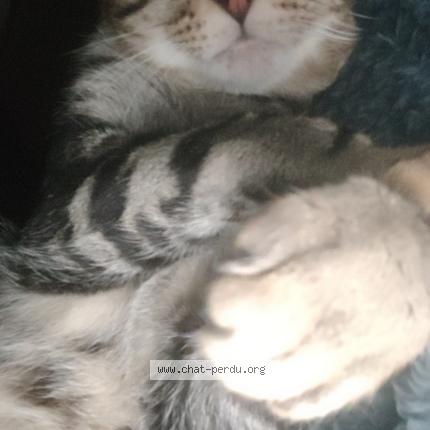 Photo 1/1 Chat retrouvé Perdu à La moutonne