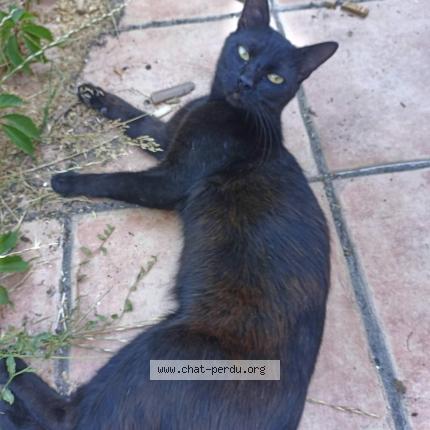 Photo de chat perdu à Lormont