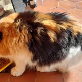 Photo de chat trouvé à Saint Pierre D Albigny