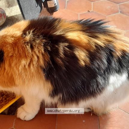 Photo 1/1 Chat retrouvé Trouvé à Saint pierre d albigny