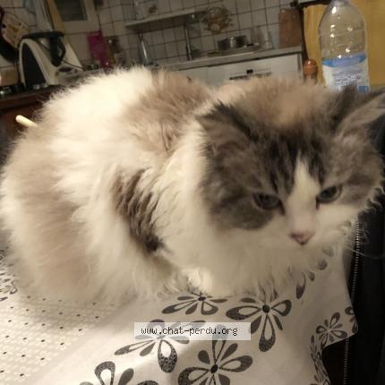 Photo 1/1 Chat retrouvé Perdu à Hagondange