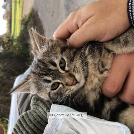 Photo 1/1 Chat retrouvé Perdu à Monheurt