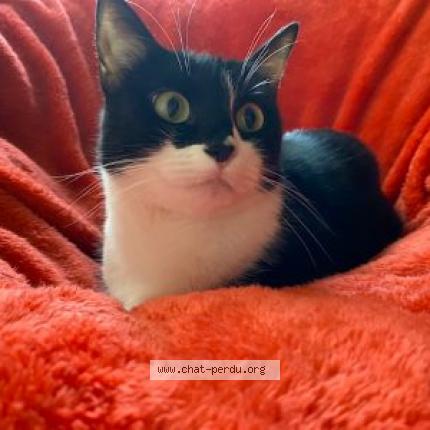 Photo de chat perdu à Saint Denis