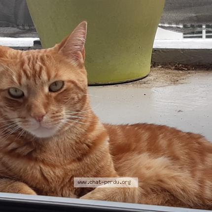 Photo de chat perdu à Everunes