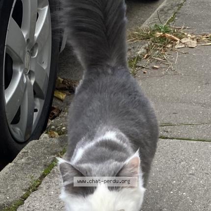 Photo 1/1 Chat retrouvé Trouvé à Toulouse