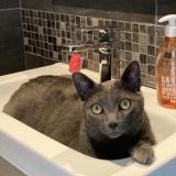 Photo de chat perdu à Dommartin