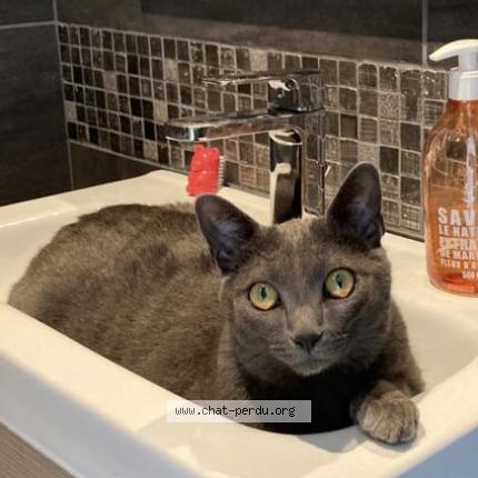 Photo de chat perdu à Dommartin