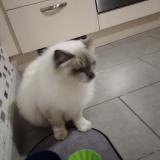 Photo de chat trouvé à Maxeville