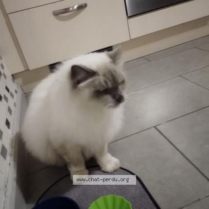 Photo 1/1 Chat retrouvé Trouvé à Maxeville