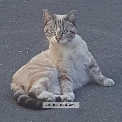 Photo de chat perdu à Asnieres Sur Seine